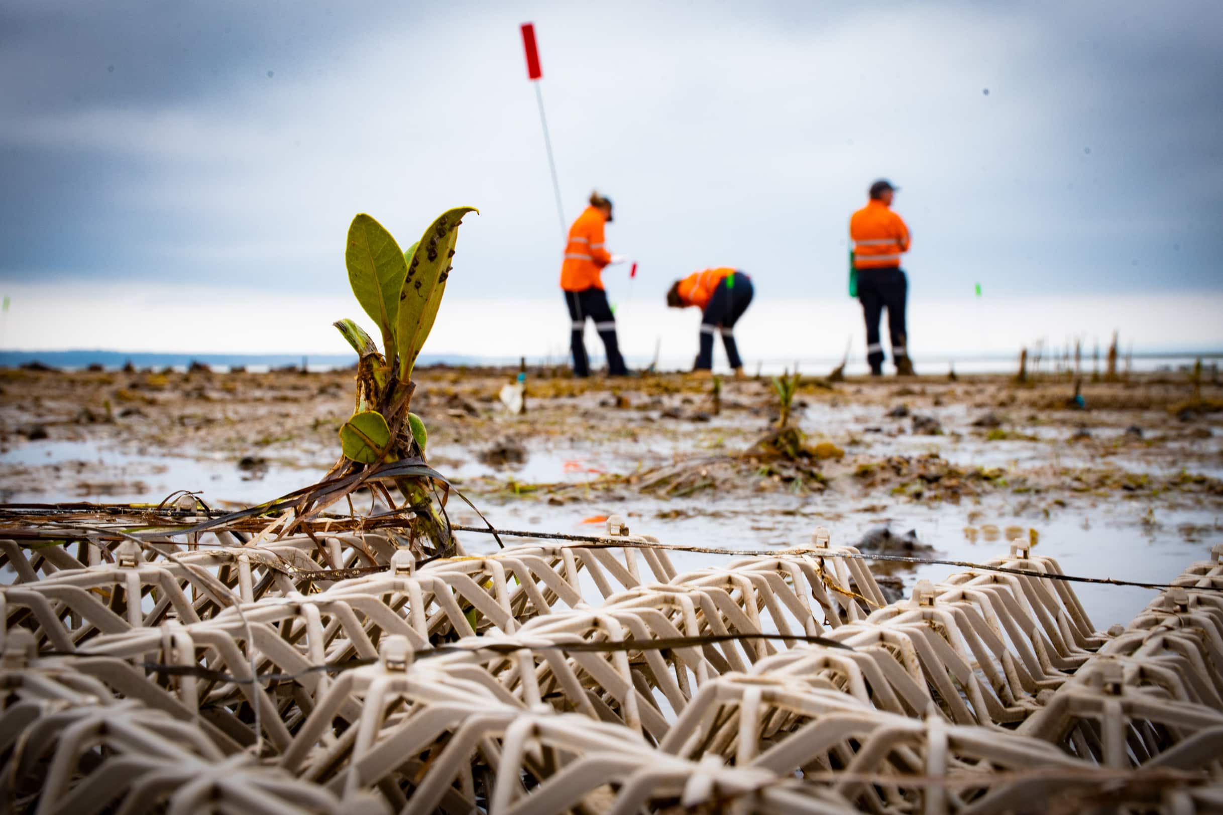 Review of the Australian Carbon Credit Unit (ACCU) scheme | CCA