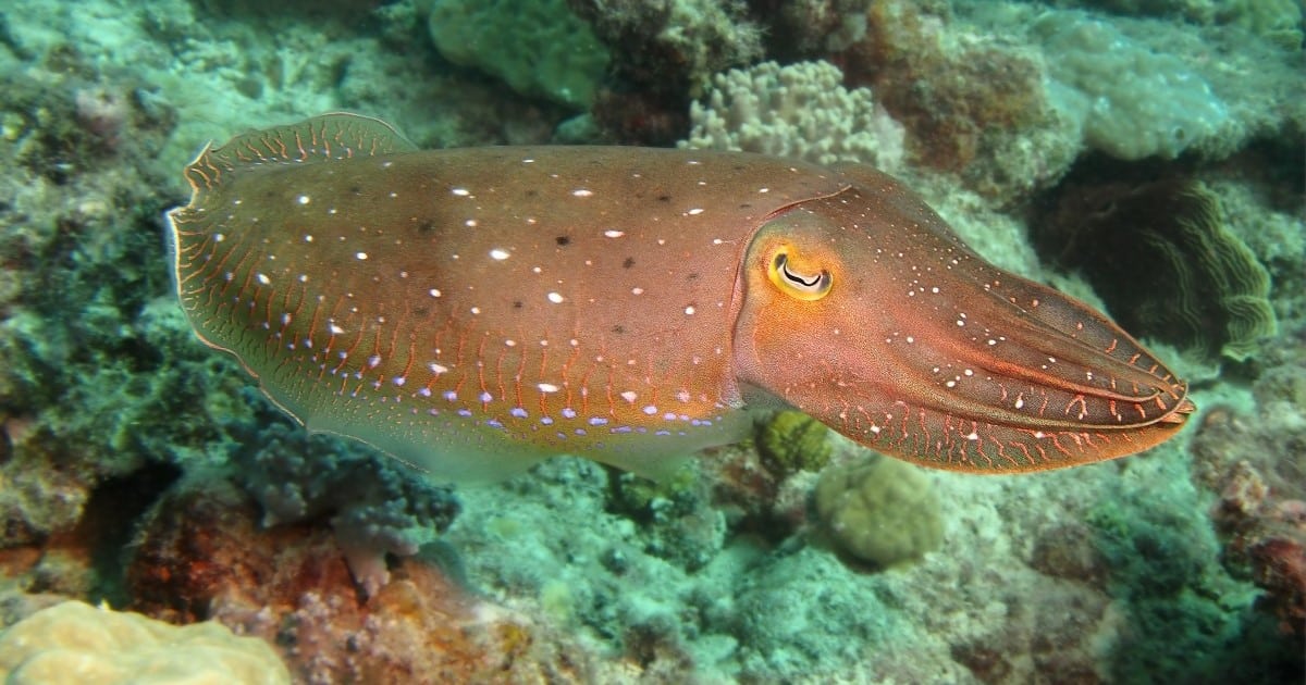 Marine environment: Santos teams up with AusOcean and Whyalla High for cuttlefish monitoring